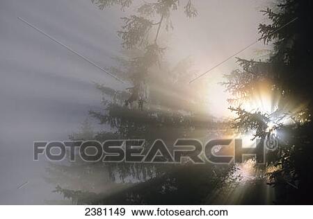 The sun shines through fog and forest; Yachats, Oregon, United States of America View Large Photo Image Stock Photo - The sun shines through fog and forest; Yachats, Oregon, United States of America. Fotosearch