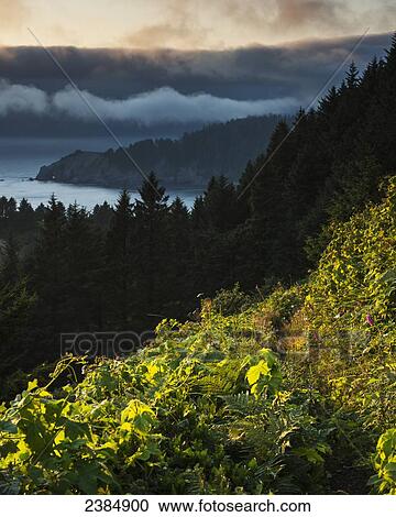The sun sinks into the fog near Cape Falcon; Manzanita, Oregon, United States of America View Large Photo Image Stock Image - The sun sinks into the fog near Cape Falcon; Manzanita, Oregon, United States of America. Fotosearch