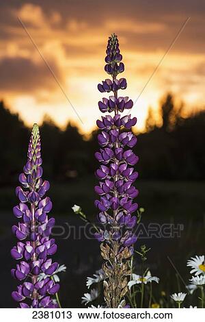 The sunset over lupine blossoms; Astoria, Oregon, United States of America View Large Photo Image Stock Image - The sunset over lupine blossoms; Astoria, Oregon, United States of America. Fotosearch