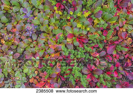 The tundra comes alive with colour during early autumn, Hudson Bay; Churchill, Manitoba, Canada View Large Photo Image Stock Photo - The tundra comes alive with colour during early autumn, Hudson Bay; Churchill, Manitoba, Canada. Fotosearch
