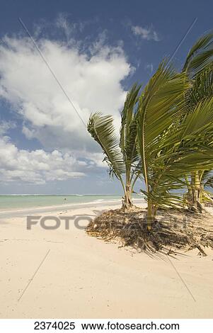 Stock Photography - The white sand, turquoise ocean and palm trees on the tropical Bavaro Beach; Dominican Republic.. Fotosearch