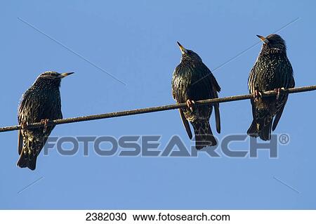 Three birds on an electricity wire View Large Photo Image Stock Image - Three birds on an electricity wire. Fotosearch