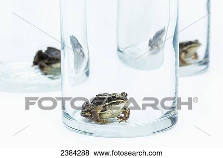 Stock Photo - Three frogs captive in glass jars for observation; Fort McMurray, Alberta, Canada. Fotosearch