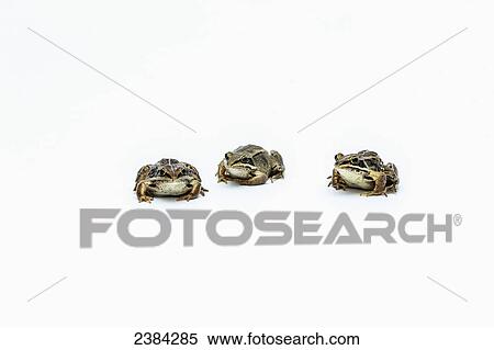 Stock Photography - Three frogs sitting in a row on a white background; Fort McMurray, Alberta, Canada. Fotosearch