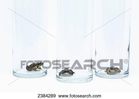 Stock Photo - Three frogs sitting in clear glass jars in a row; Fort McMurray, Alberta, Canada. Fotosearch