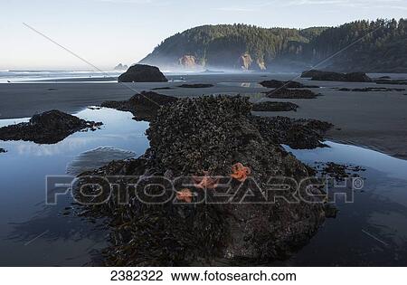 Stock Image - Tillamook Head, Ecola State Park; Cannon Beach, Oregon, United States of America. Fotosearch