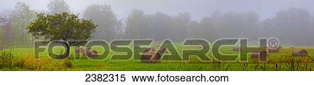 Tree and hale bays in a foggy field; Foster, Quebec, Canada View Large Photo Image Stock Photography - Tree and hale bays in a foggy field; Foster, Quebec, Canada. Fotosearch