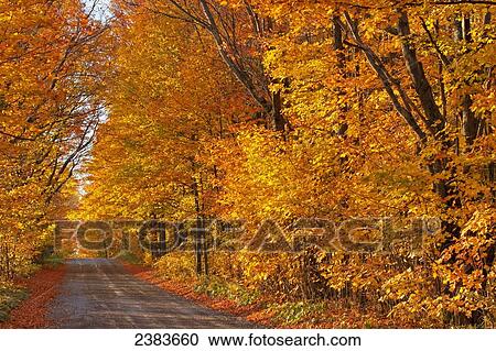 Tree lined dirt road in autumn colours; West Brome, Quebec, Canada View Large Photo Image Stock Image - Tree lined dirt road in autumn colours; West Brome, Quebec, Canada. Fotosearch