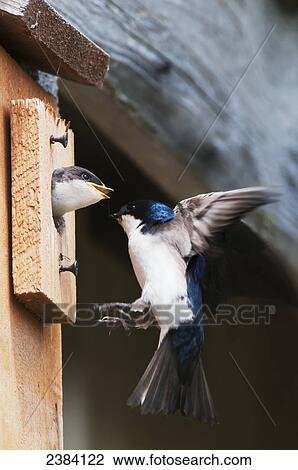 Tree Swallows (Tachycineta bicolor) occupy a nesting box; Astoria, Oregon, United States of America View Large Photo Image Stock Image - Tree Swallows (Tachycineta bicolor) occupy a nesting box; Astoria, Oregon, United States of America. Fotosearch