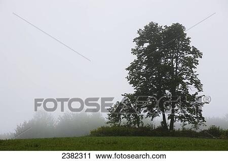 Trees in the early morning fog; Bromont, Quebec, Canada View Large Photo Image Stock Image - Trees in the early morning fog; Bromont, Quebec, Canada. Fotosearch