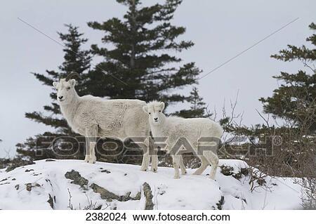 Two bighorn sheep (Ovis canadensis) on a snowy ridge View Large Photo Image Picture - Two bighorn sheep (Ovis canadensis) on a snowy ridge. Fotosearch