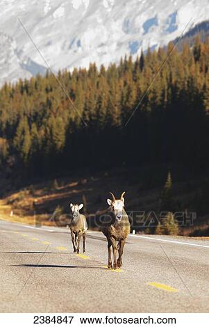 Two bighorn sheep (Ovis canadensis) walking along the center line of a mountain road; Kananaskis, Alberta, Canada View Large Photo Image Stock Photo - Two bighorn sheep (Ovis canadensis) walking along the center line of a mountain road; Kananaskis, Alberta, Canada. Fotosearch
