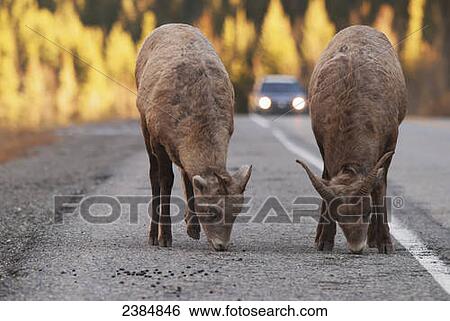Stock Photograph - Two bighorn sheep (Ovis canadensis) grazing along a road with a car approaching in the background; Kananaskis, Alberta, Canada. Fotosearch