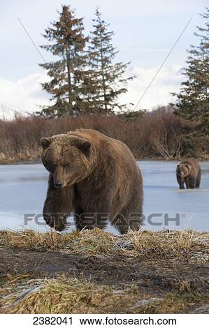 Stock Image - Two brown bears walk across a frozen lake in winter. Fotosearch