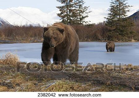 Stock Image - Two brown bears walk across a frozen lake in winter. Fotosearch