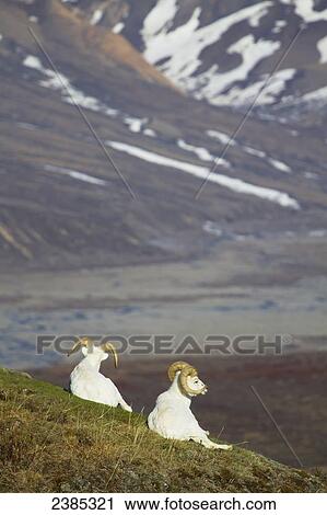 Two dall sheep (ovis dalli) rams survey their domain from a high point along the park road in Denali National park; Alaska, United States of America View Large Photo Image Stock Image - Two dall sheep (ovis dalli) rams survey their domain from a high point along the park road in Denali National park; Alaska, United States of America. Fotosearch