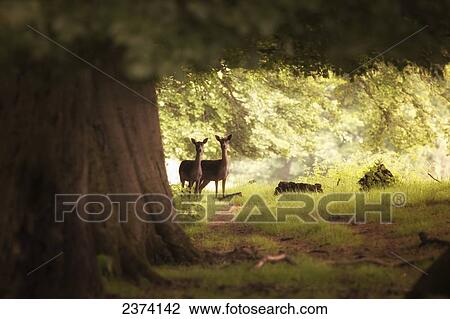 Two deer standing together under a large tree with sunlight illuminating the foliage; Yorkshire, England View Large Photo Image Stock Image - Two deer standing together under a large tree with sunlight illuminating the foliage; Yorkshire, England. Fotosearch
