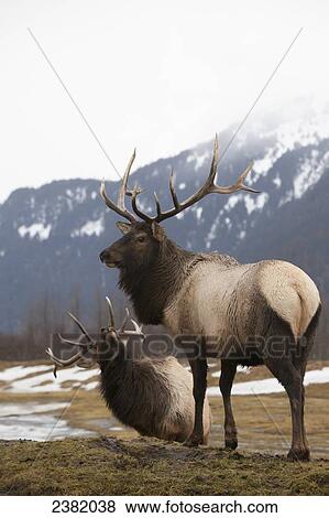 Two elk (Cervus canadensis) standing in a valley with snow and the mountains in the background View Large Photo Image Stock Photo - Two elk (Cervus canadensis) standing in a valley with snow and the mountains in the background. Fotosearch
