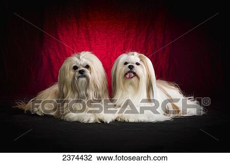Stock Image - Two Lhasa Apsos on a red background; St. Albert, Alberta, Canada. Fotosearch