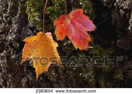 Picture - Two maple leaves stuck on a tree; Bolton Pass, Quebec, Canada. Fotosearch