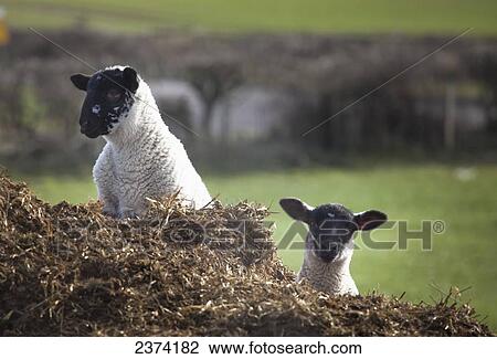 Stock Image - Two sheep looking up over the top of a hill; Northumberland, England. Fotosearch