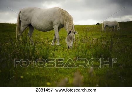 Stock Photo - Two white wild horses eating grass in a field in Newborough Warren on the island of Anglesey; Wales. Fotosearch