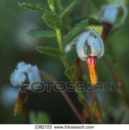 Unique flower blossoms covered in beaded water drops; Field, Ontario, Canada View Large Photo Image Stock Image - Unique flower blossoms covered in beaded water drops; Field, Ontario, Canada. Fotosearch