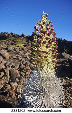 Stock Image - Unique plant blossoming on rocky ground. Fotosearch