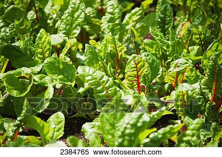 Stock Photography - Vegetable plants; Thurmont, Maryland, United States of America. Fotosearch