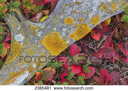 Stock Image - Very old carobou antler with lichen growing on it laying on the tundra, Hudson Bay; Manitoba, Canada. Fotosearch