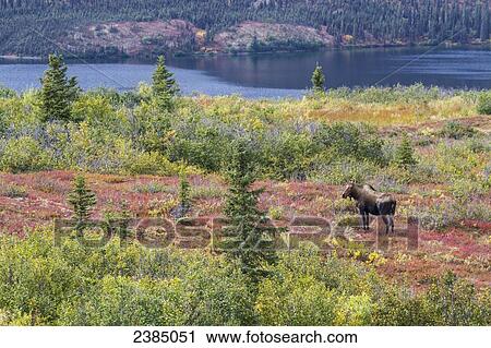 Stock Image - View of a cow moose (Alces alces) near Wonder Lake in colourful fall foliage, Denali National Park; Alaska, United States of America. Fotosearch