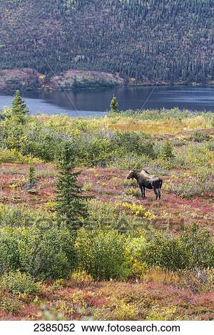 View of a cow moose (Alces alces) near Wonder Lake in colourful fall foliage, Denali National Park; Alaska, United States of America View Large Photo Image Stock Image - View of a cow moose (Alces alces) near Wonder Lake in colourful fall foliage, Denali National Park; Alaska, United States of America. Fotosearch