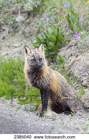 View of a Cross Fox hunting along the road in Thorofare Pass, Denali National Park; Alaska, United States of America View Large Photo Image Stock Image - View of a Cross Fox hunting along the road in Thorofare Pass, Denali National Park; Alaska, United States of America. Fotosearch