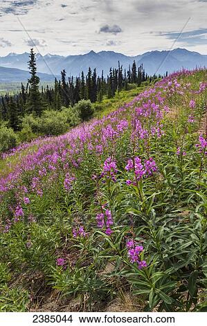 Picture - View of the Alaska Mountain Range with brightly coloured Fireweed (Chamerion angustifolium) in the foreground; Alaska, United States of America. Fotosearch