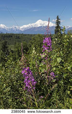 View of the south face of Mt. McKinley with fireweed in the foreground, Denali National Park; Alaska, United States of America View Large Photo Image Stock Photography - View of the south face of Mt. McKinley with fireweed in the foreground, Denali National Park; Alaska, United States of America. Fotosearch