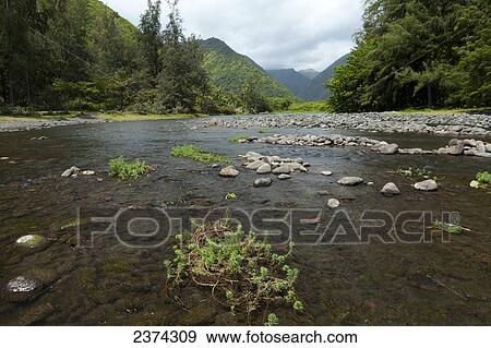 Waipio Stream flowing by lush foliage and mountains; Big Island, Hawaii, United States of America View Large Photo Image Stock Photo - Waipio Stream flowing by lush foliage and mountains; Big Island, Hawaii, United States of America. Fotosearch