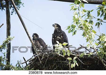 Watchful hawks in a nest; Yukon, Canada View Large Photo Image Stock Photo - Watchful hawks in a nest; Yukon, Canada. Fotosearch