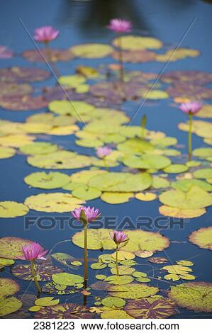 Stock Image - Water lilies in bloom; Maui, Hawaii, United States of America. Fotosearch
