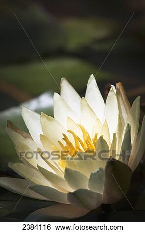 Water lily blooms in a pond; Astoria, Oregon, United States of America View Large Photo Image Stock Photograph - Water lily blooms in a pond; Astoria, Oregon, United States of America. Fotosearch