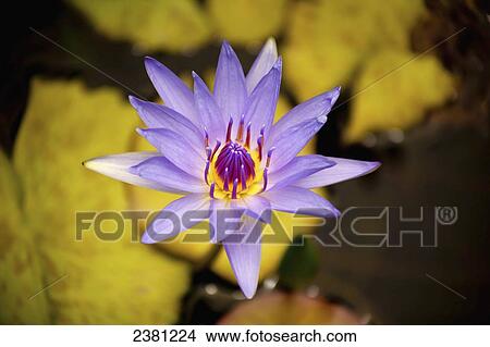 Picture - Water Lily in bloom; Maui, Hawaii, United States of America. Fotosearch