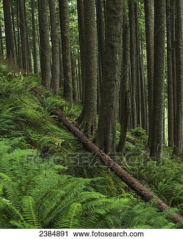 Stock Image - Western Hemlock trees grow in Oswald West State Park; Manzanita, Oregon, United States of America. Fotosearch