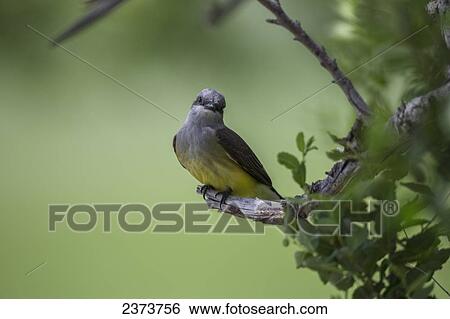 Stock Photograph - Western Kingbird (Tyrannus verticalis), Grasslands National Park; Saskatchewan, Canada. Fotosearch