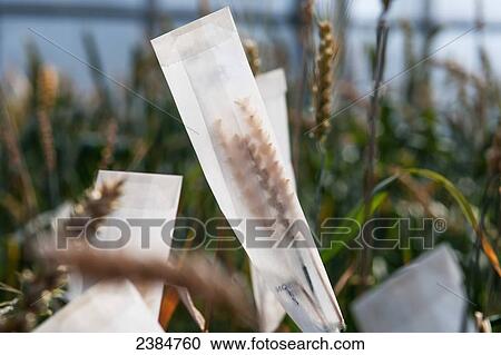 Stock Image - Wheat going to head or seed in a research greenhouse complex; College Park, Maryland, United States of America. Fotosearch
