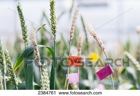 Wheat going to head or seed in a research greenhouse complex and labeled for experiment; College Park, Maryland, United States of America View Large Photo Image Stock Image - Wheat going to head or seed in a research greenhouse complex and labeled for experiment; College Park, Maryland, United States of America. Fotosearch