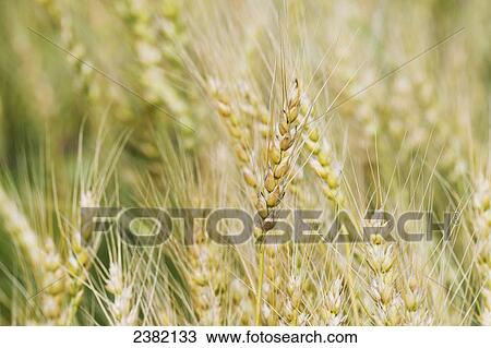 Stock Image - Wheat ready for harvest; Palmer, Alaska, United States of America. Fotosearch