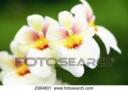 Stock Image - White and red orchid; Holualoa, Big Island, Hawaii, United States of America. Fotosearch