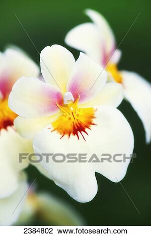 White and red orchid; Holualoa, Big Island, Hawaii, United States of America View Large Photo Image Stock Image - White and red orchid; Holualoa, Big Island, Hawaii, United States of America. Fotosearch