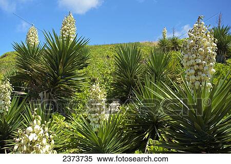 White tropical flowers blossoming along Kealia bike path; Kauai, Hawaii, United States of America View Large Photo Image Stock Photography - White tropical flowers blossoming along Kealia bike path; Kauai, Hawaii, United States of America. Fotosearch