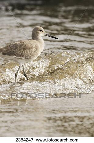Willet (Tringa semipalmata) foraging for food along the water's edge; San Francisco, California, United States of America View Large Photo Image Stock Photo - Willet (Tringa semipalmata) foraging for food along the water's edge; San Francisco, California, United States of America. Fotosearch