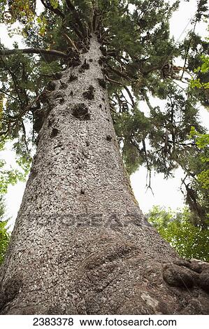 Worlds largest Sitka Spruce, Rain Forest Village; Washington, United States of America View Large Photo Image Stock Photo - Worlds largest Sitka Spruce, Rain Forest Village; Washington, United States of America. Fotosearch